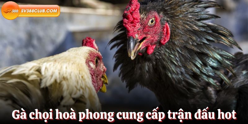 Cổng thông tin 33King Games Portal tự hào sở hữu một bộ sưu tập game khổng lồ thuộc nhiều thể loại khác nhau - 33King