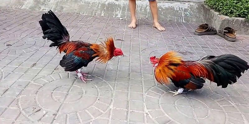 Tôi có cần trả phí để tải ứng dụng K8cc về điện thoại không? - K8cc