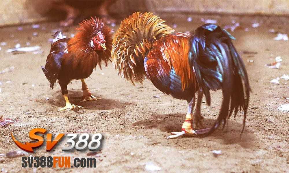 Fm88 mang đến những cơ hội phát triển nghề nghiệp lâu dài vô cùng hấp dẫn - Fm88