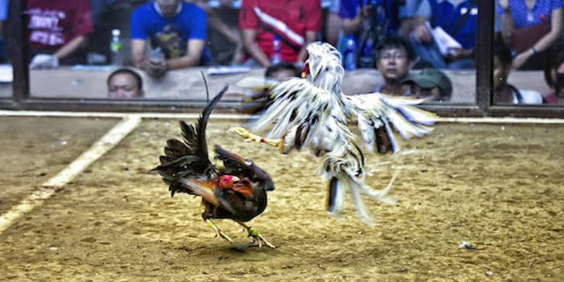Xin giới thiệu tựa game Go88 mới nhất và hấp dẫn nhất! - Go88